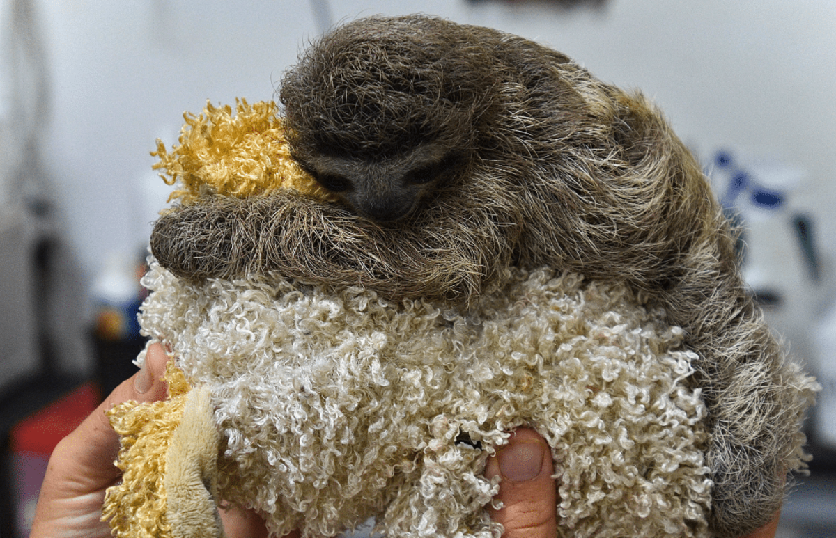 Costa Rica – Pre-Vet Sloth and Wildlife Rescue Center