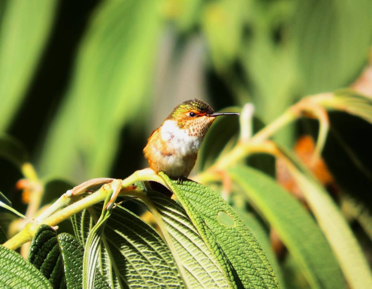 Costa Rica rainforest