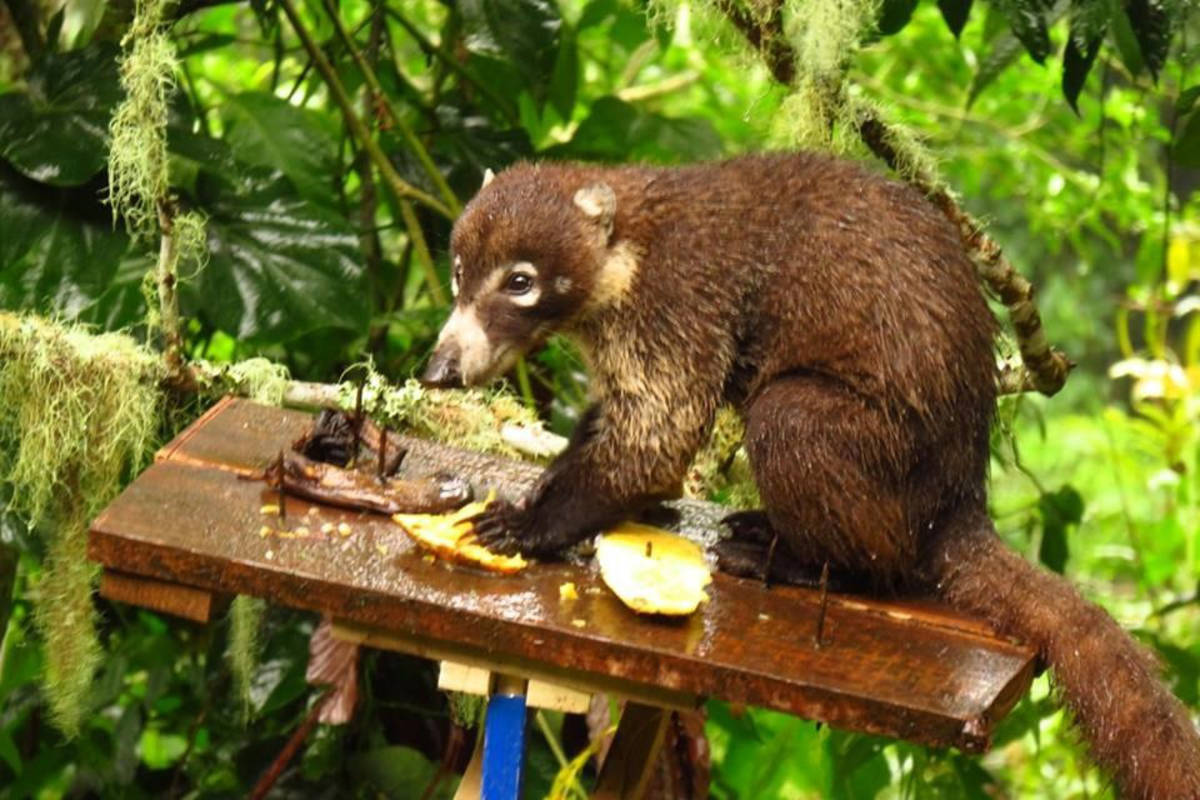 Costa Rica rainforest