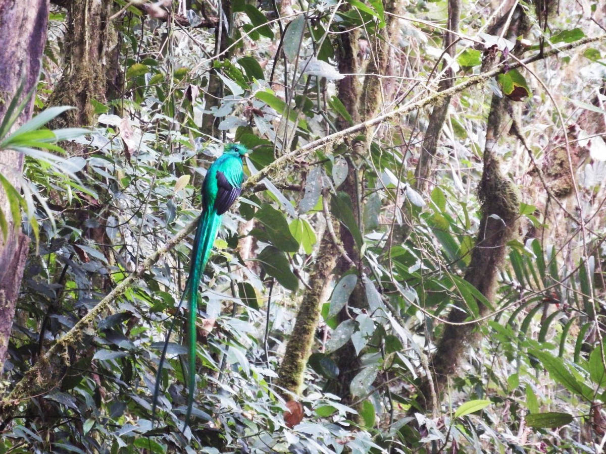 Costa Rica rainforest
