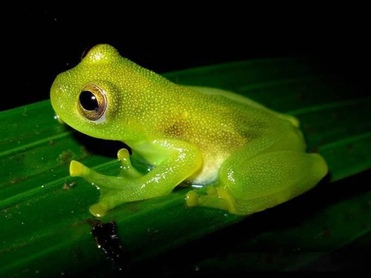 Costa Rica rainforest