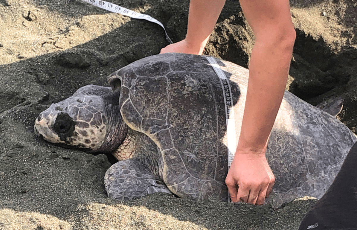 Costa Rica – Sea Turtle Volunteering & Adventure Tour for Teenagers