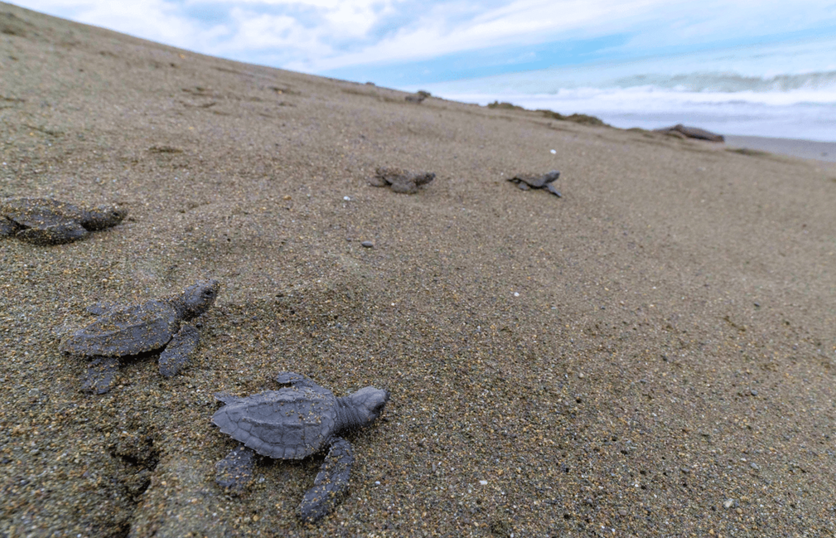 Costa Rica – Sea Turtle Volunteering & Adventure Tour for Teenagers