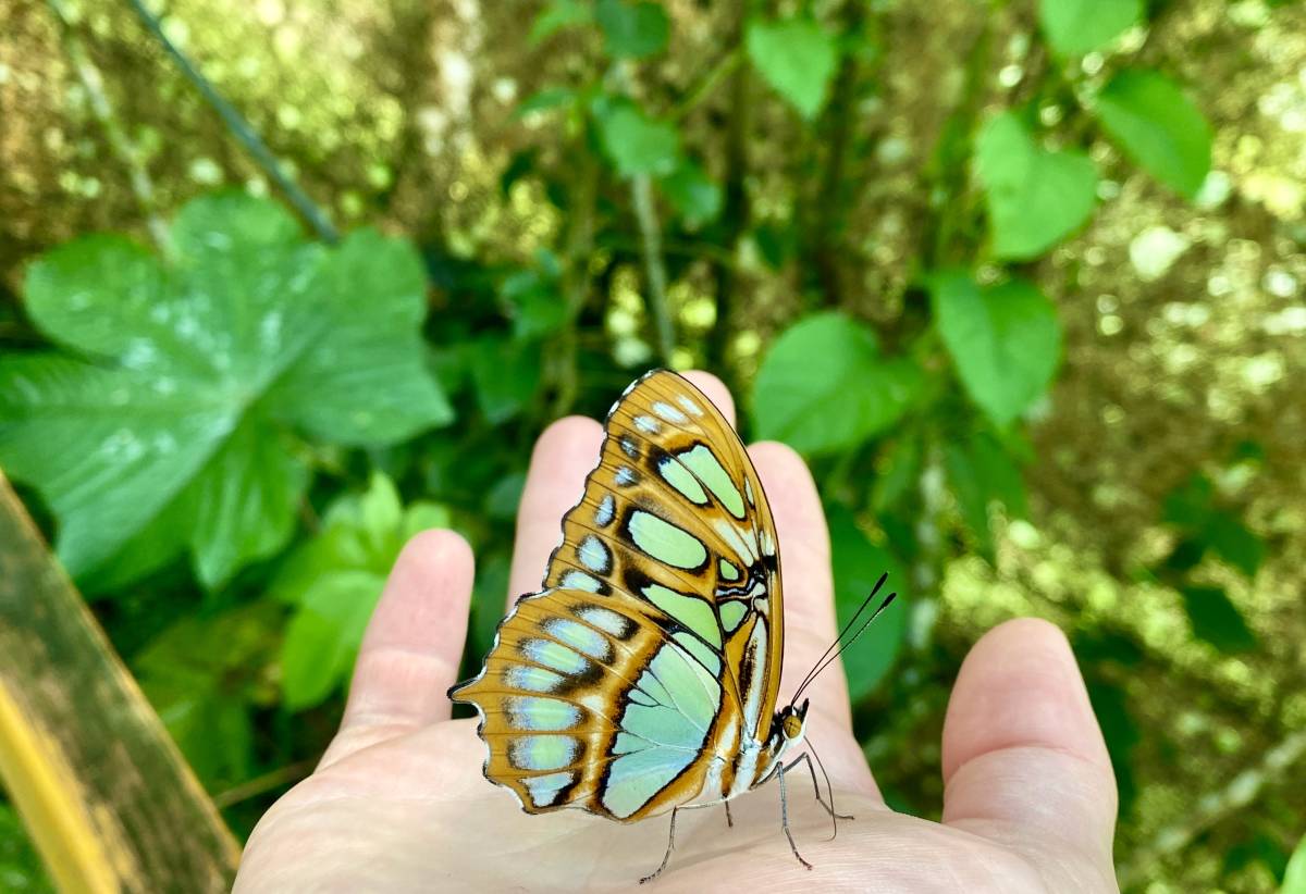 Costa Rica Wildlife