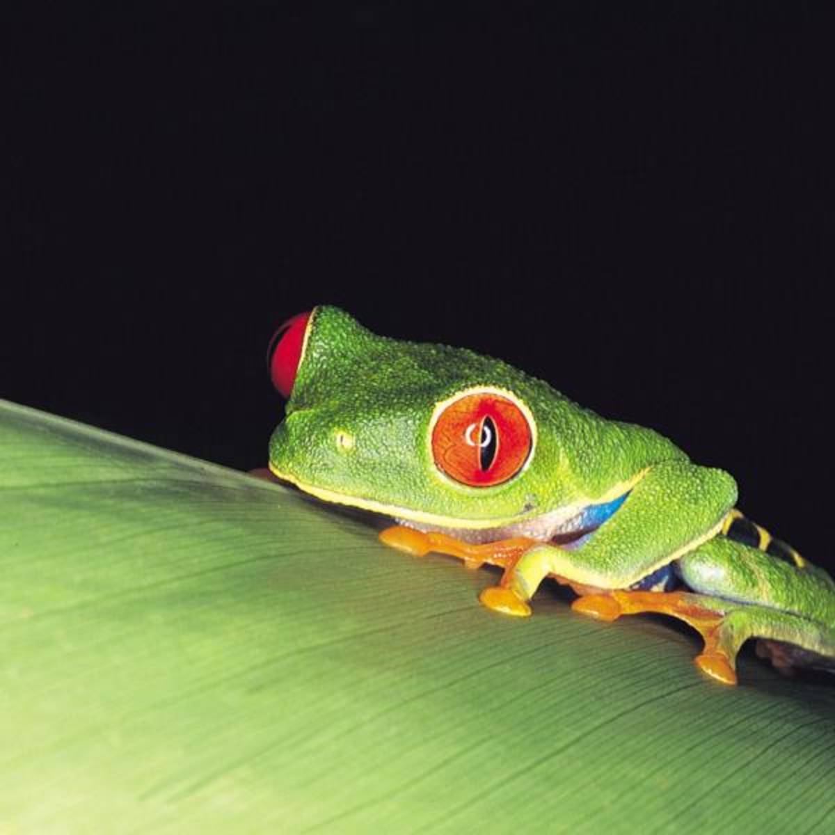 Costa Rica Nature