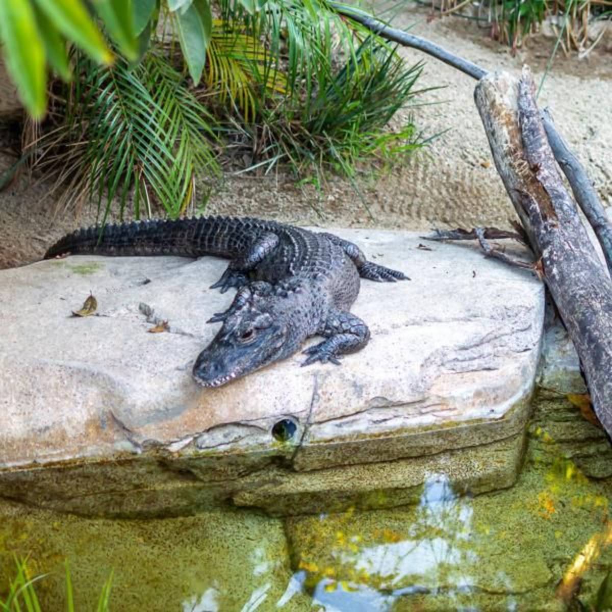 Crocodile Park Internship