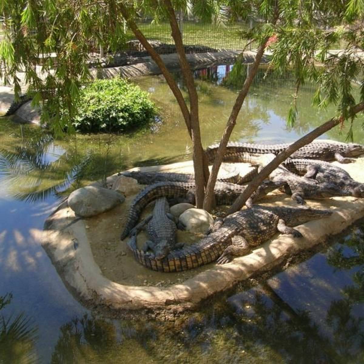 Crocodile Park Internship