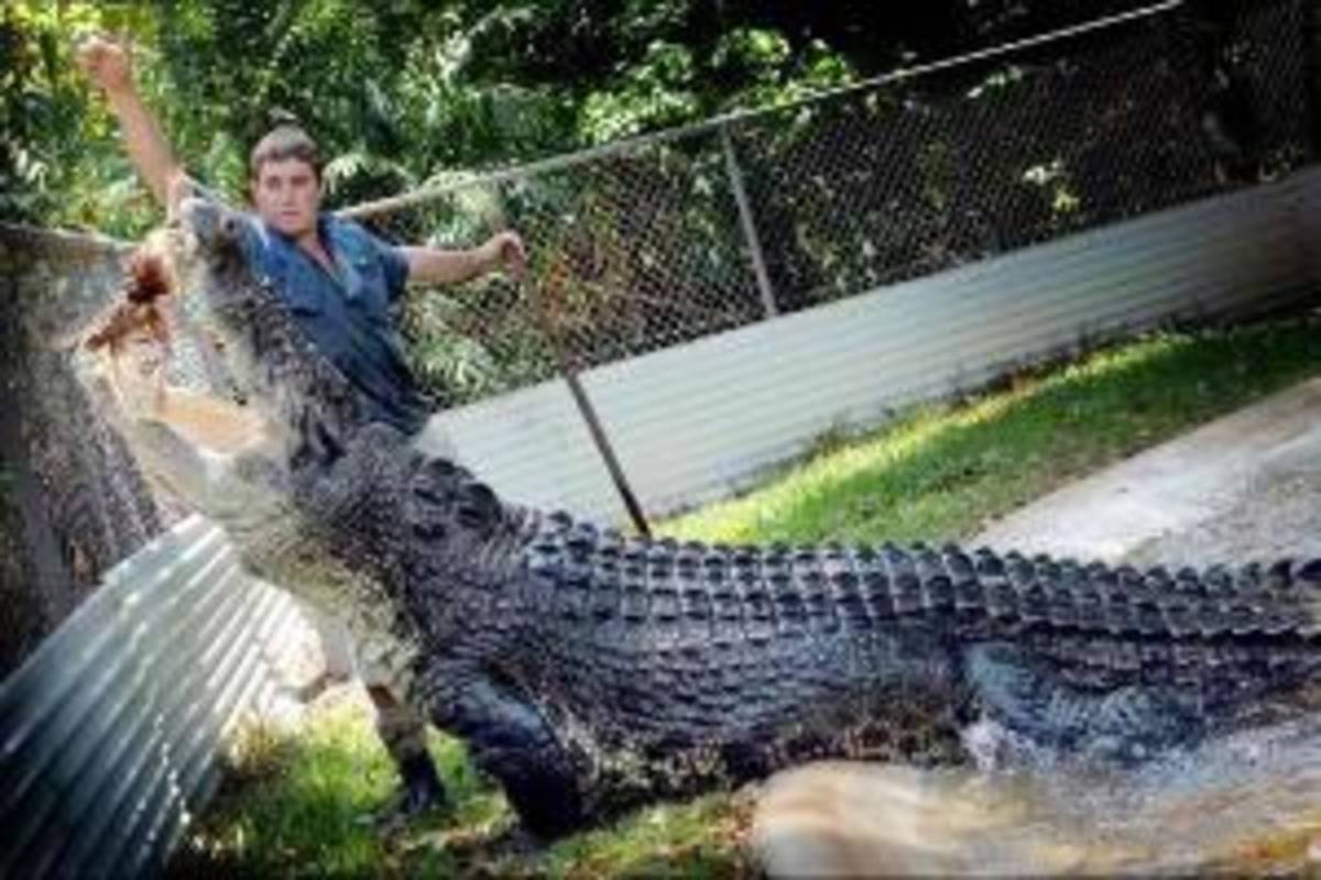 Crocodile Park Management Internship in Australia — photo 2