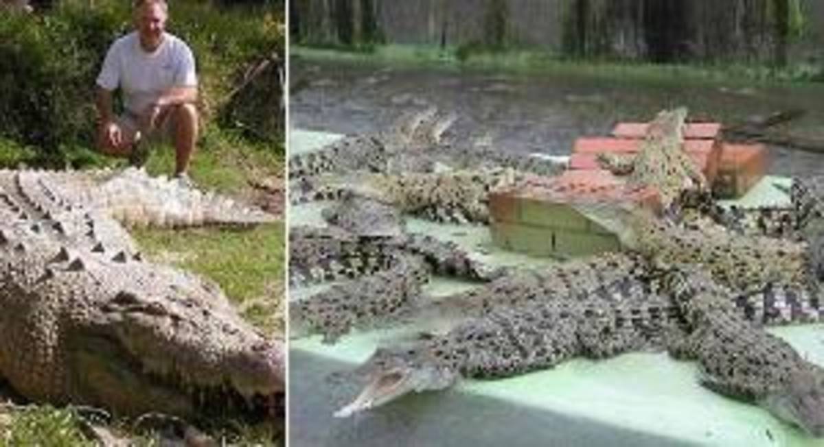 Crocodile Park Management Internship in Australia — photo 1