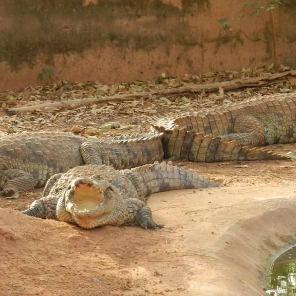 Crocodile Park Internship