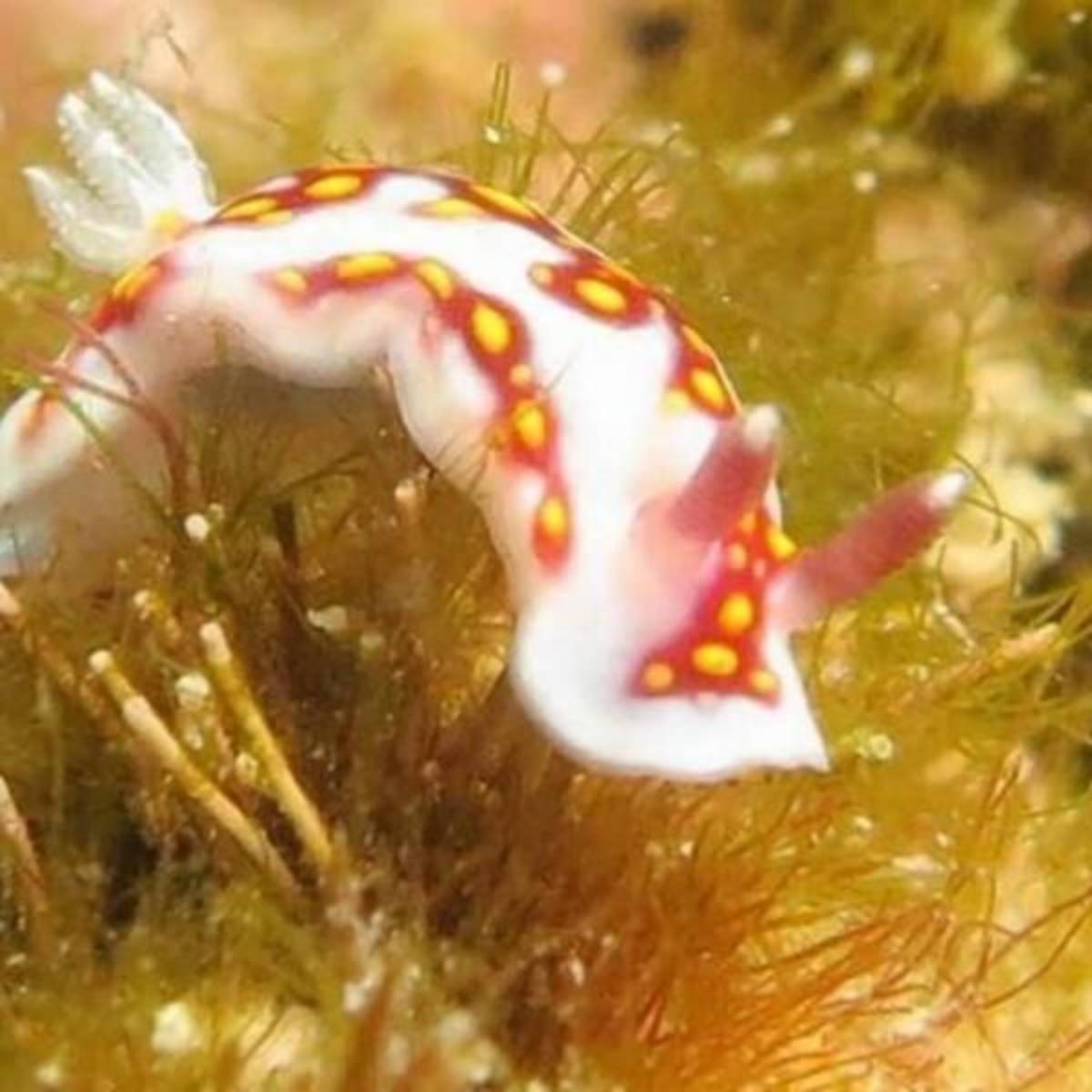 GoEco - Coral Conservation in Cuba