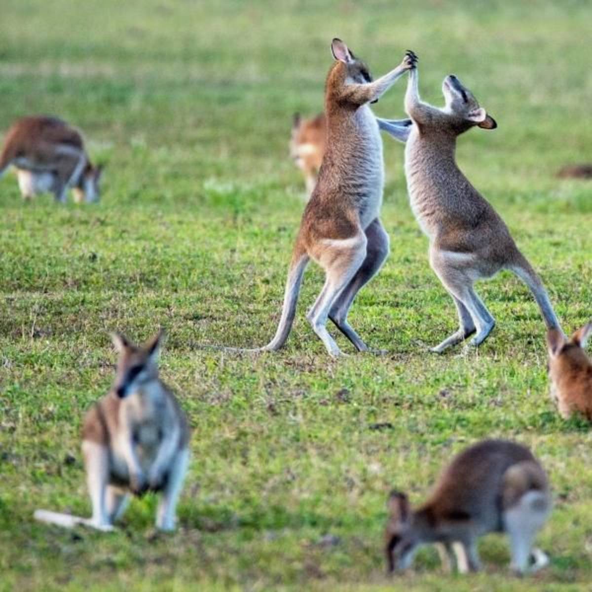 Wildlife Park internships