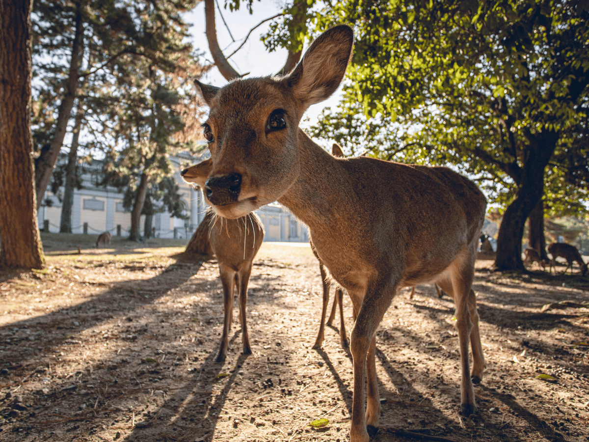 Deer in Nara Park approach the camera in the sun 