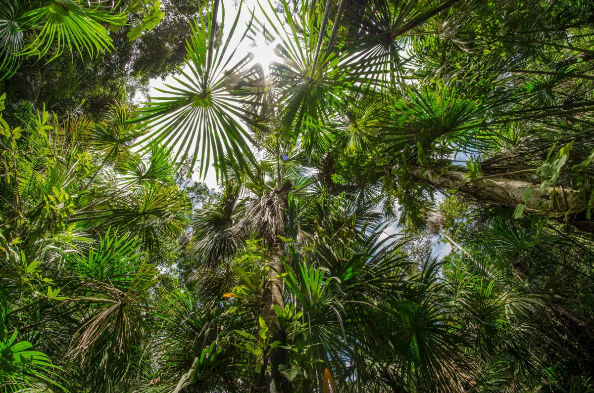 Dense tropical rainforest canopy with sunlight filtering through tall palm trees and green foliage, viewed from below.
