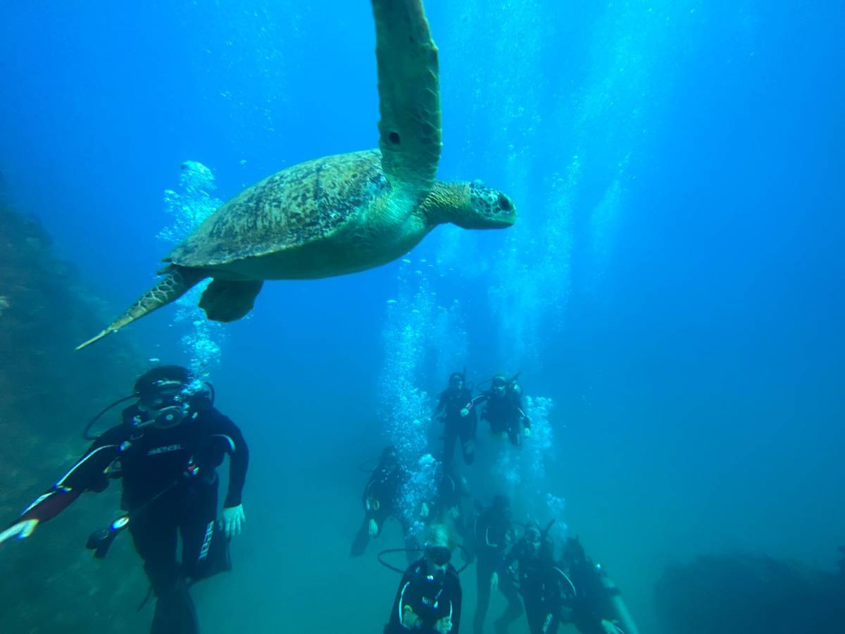 diving