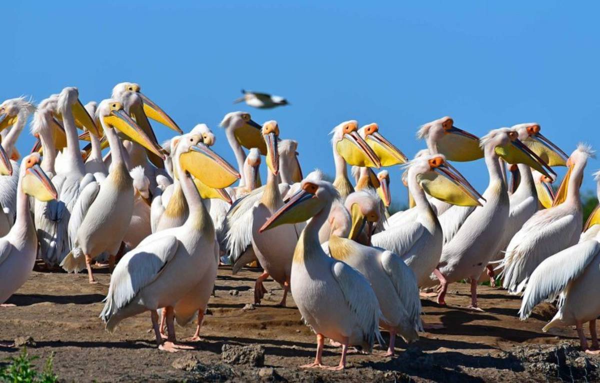 Djoudj-National-Bird