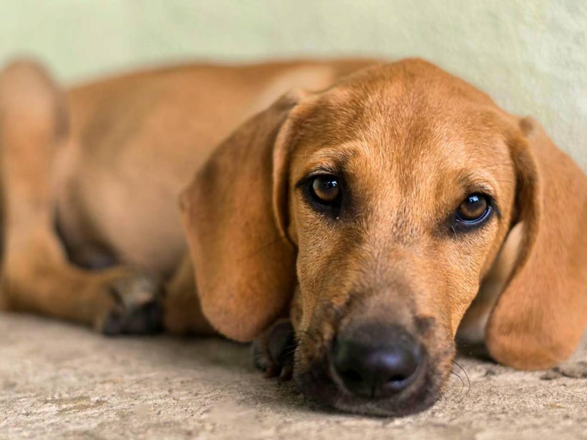 Dog waiting for adoption