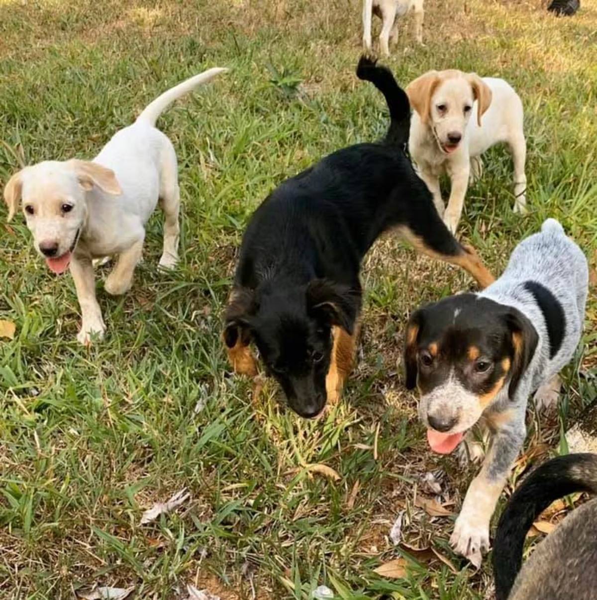 Dogs playing in a field in Costa Rica