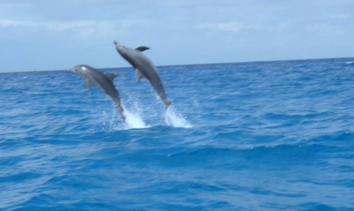 Dolphin and Marine Conservation