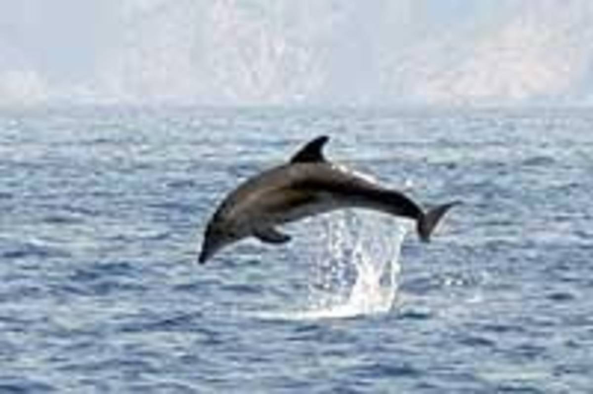 GoEco Italy - Dolphin and Marine Research