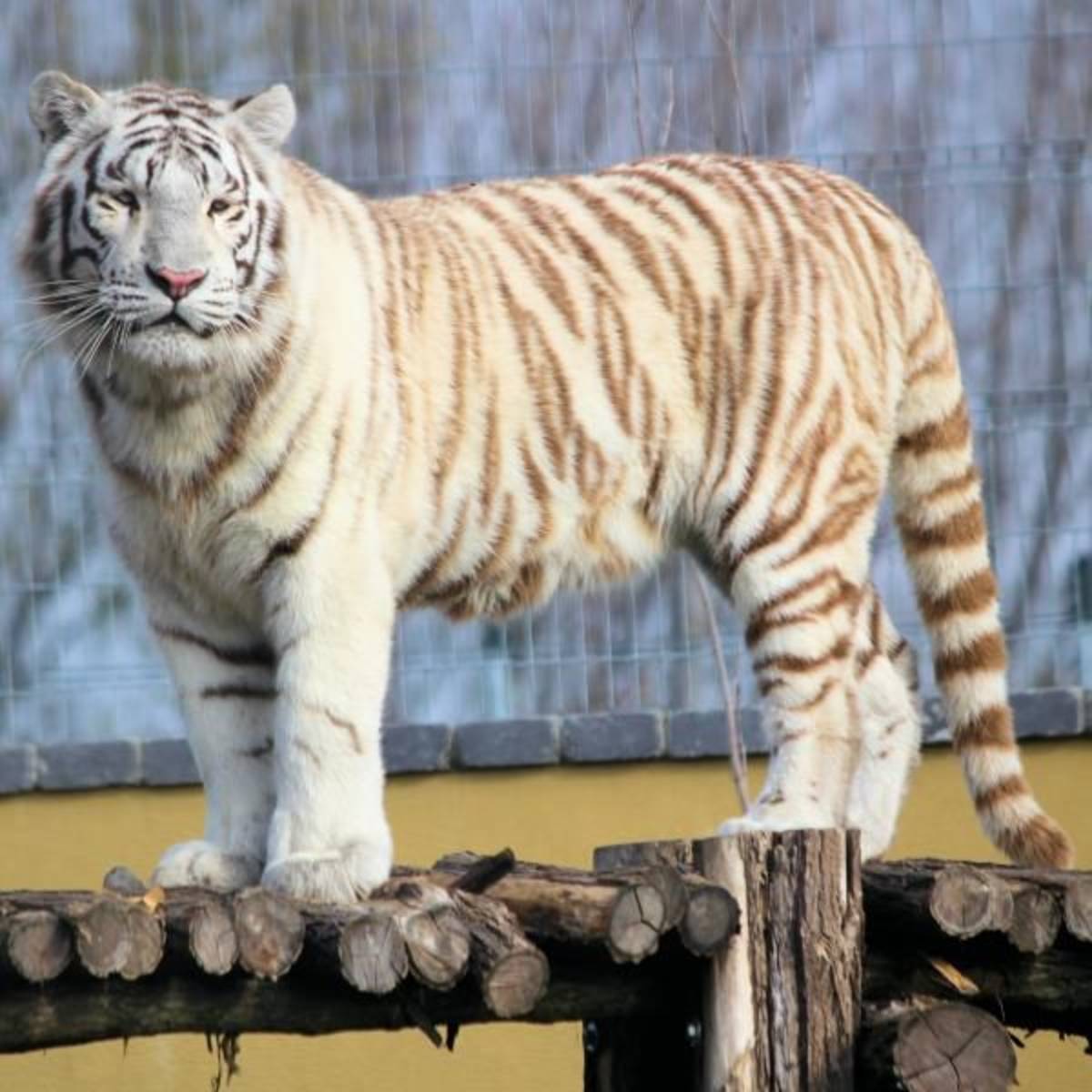 Wildlife Park internships