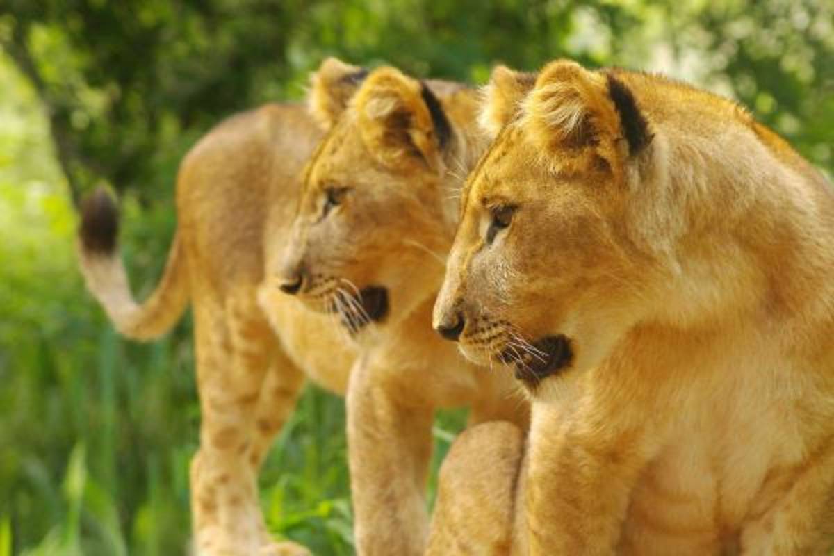 Lion, Elephant and Wildlife Conservation in Zimbabwe — photo 1