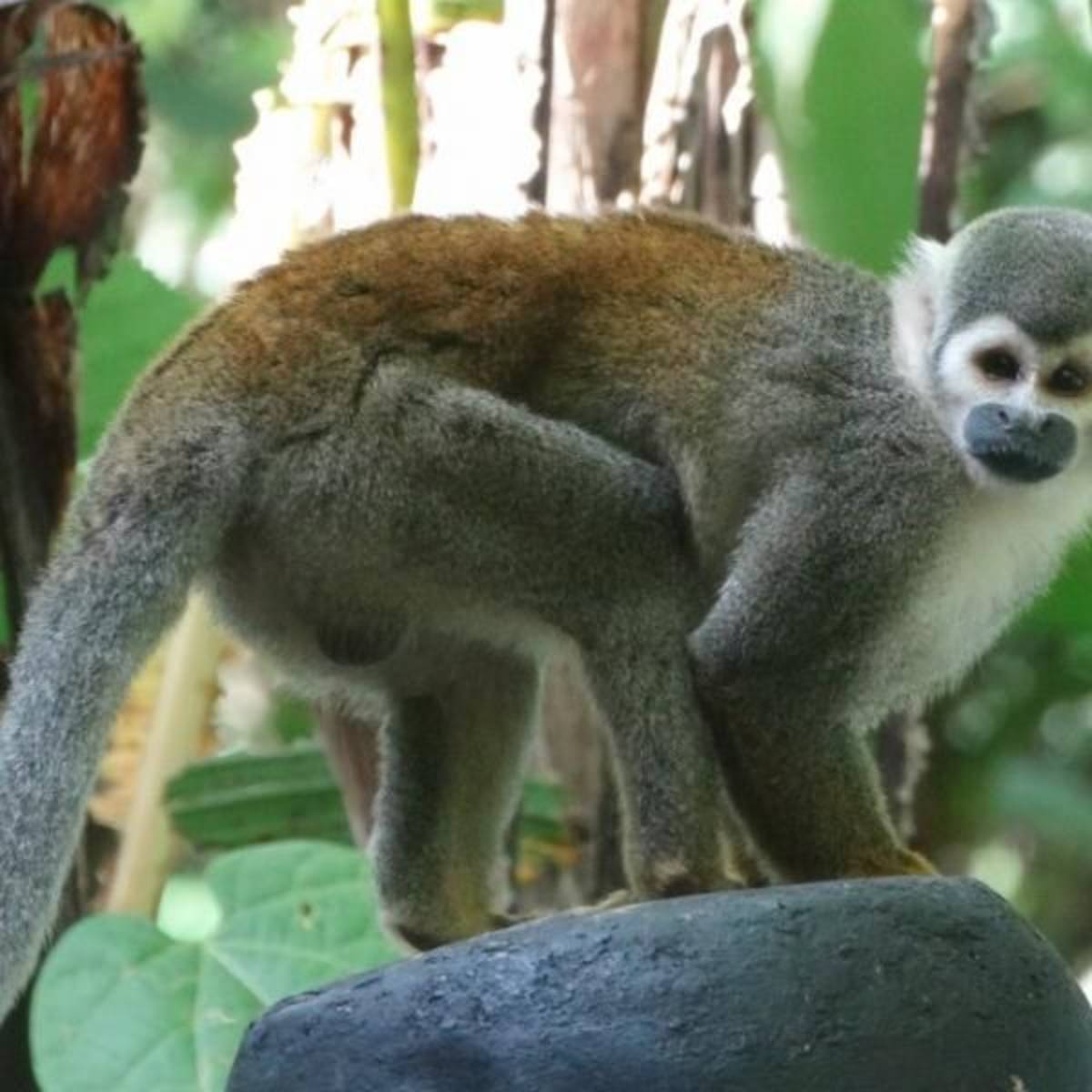 GoEco - Rainforest Monkey Sanctuary