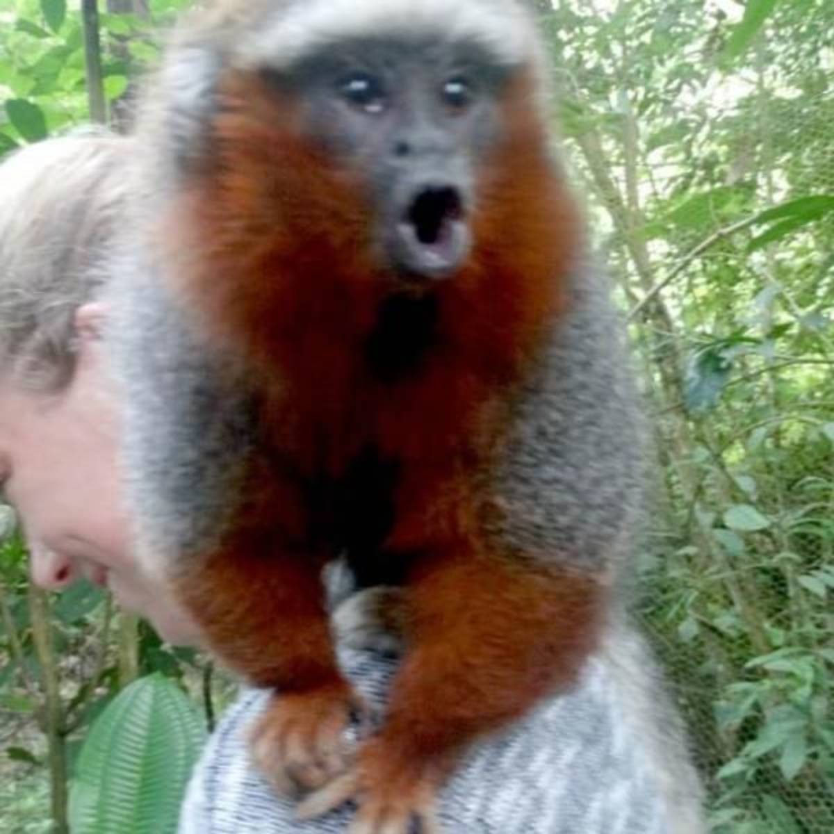 GoEco Ecuador - Rainforest Monkey Sanctuary