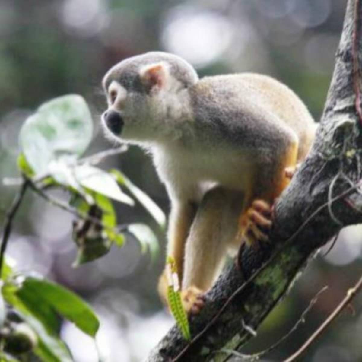GoEco - Rainforest Monkey Sanctuary