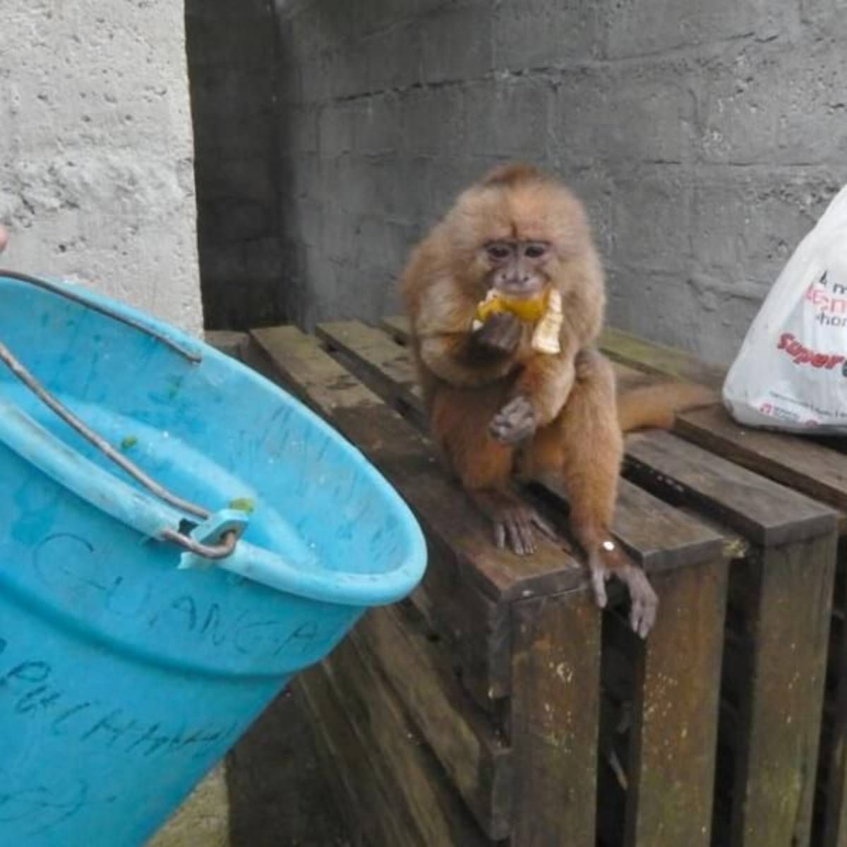 GoEco - Rainforest Monkey Sanctuary