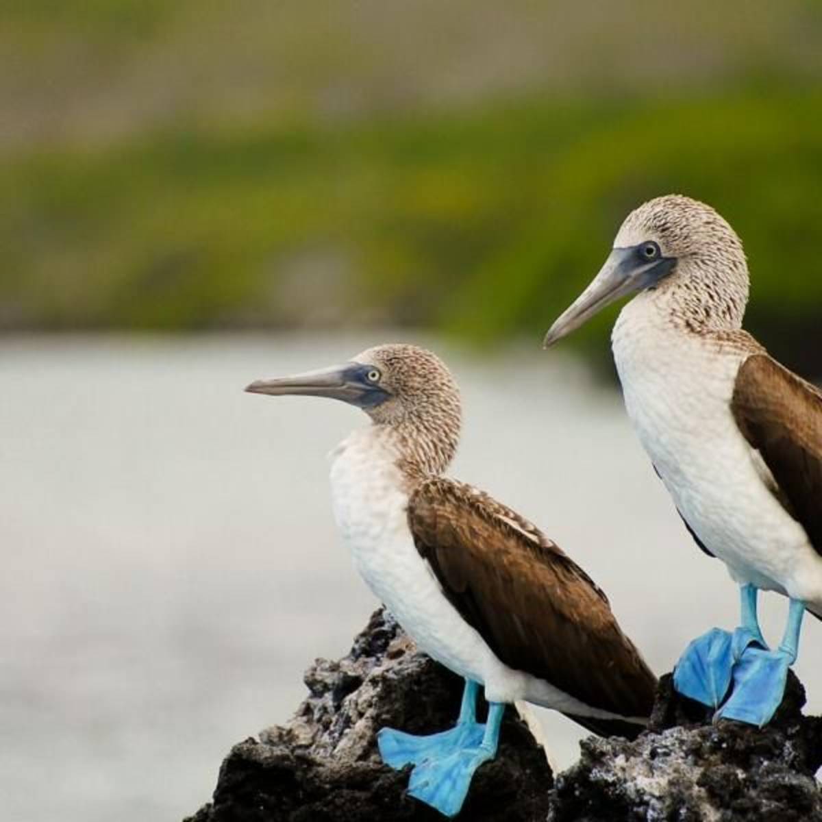 Ecuador: The Galapagos Islands & The Andes