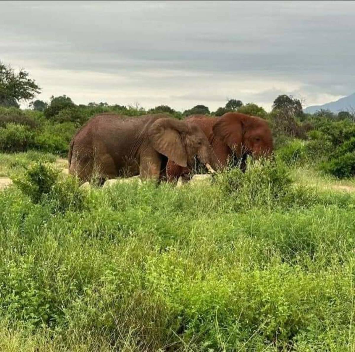 Elephant at Masai mara