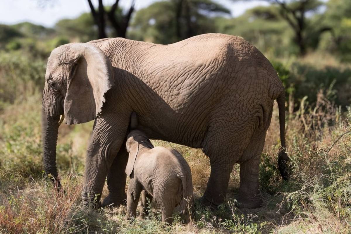 Elephant at Ngorongoro Crater