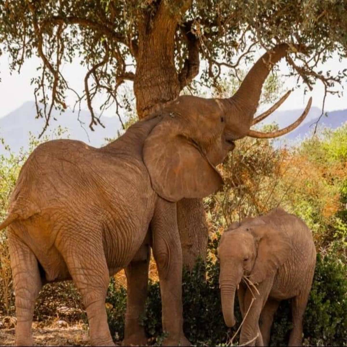 Elephant at Tsavo national Park