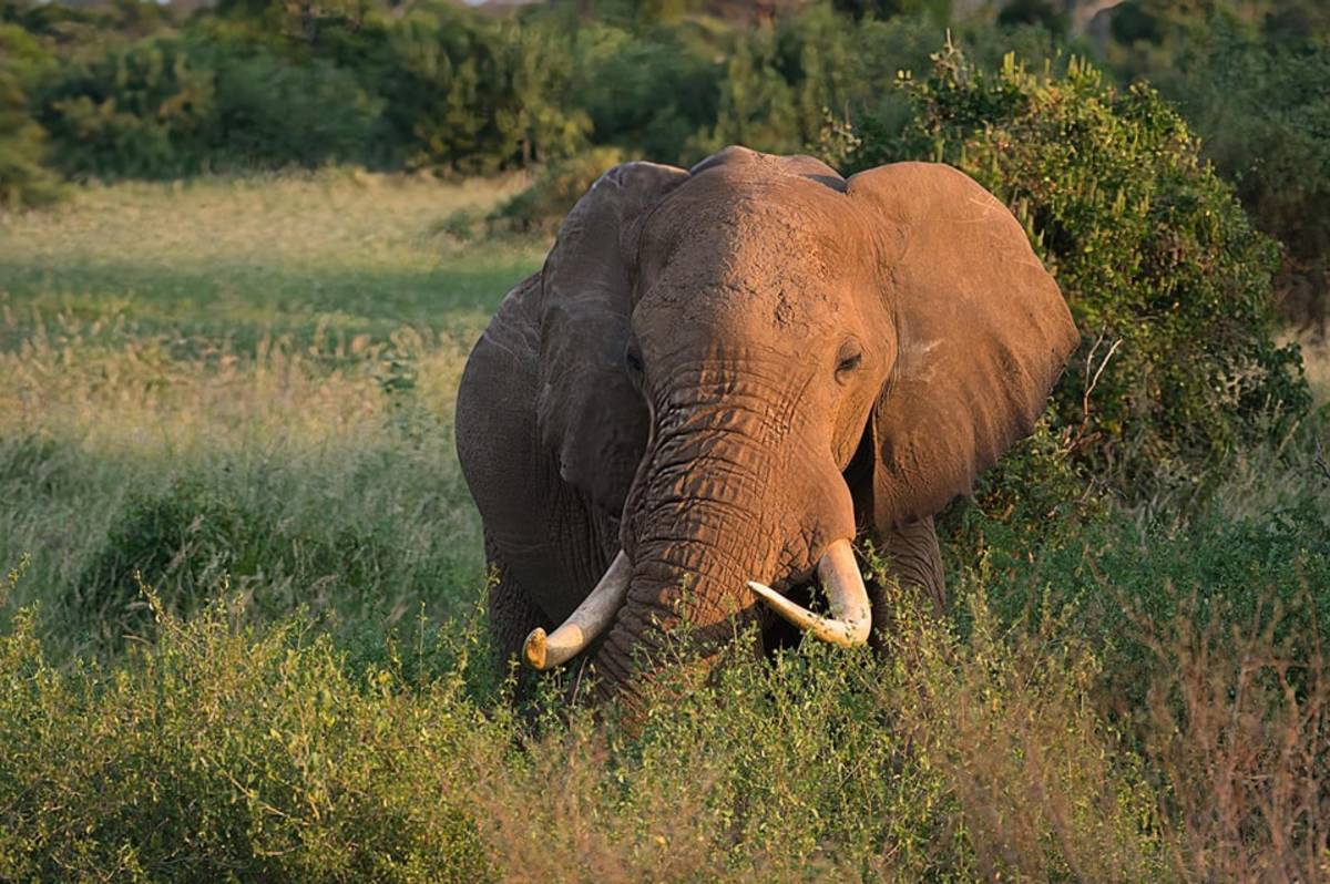 Elephant at Tsavo West