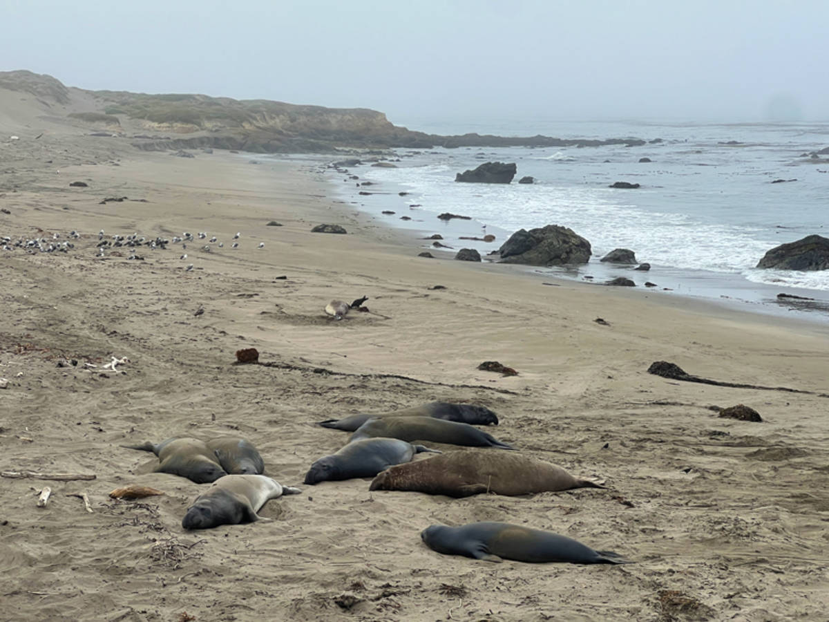 elephant seals laying on the beach