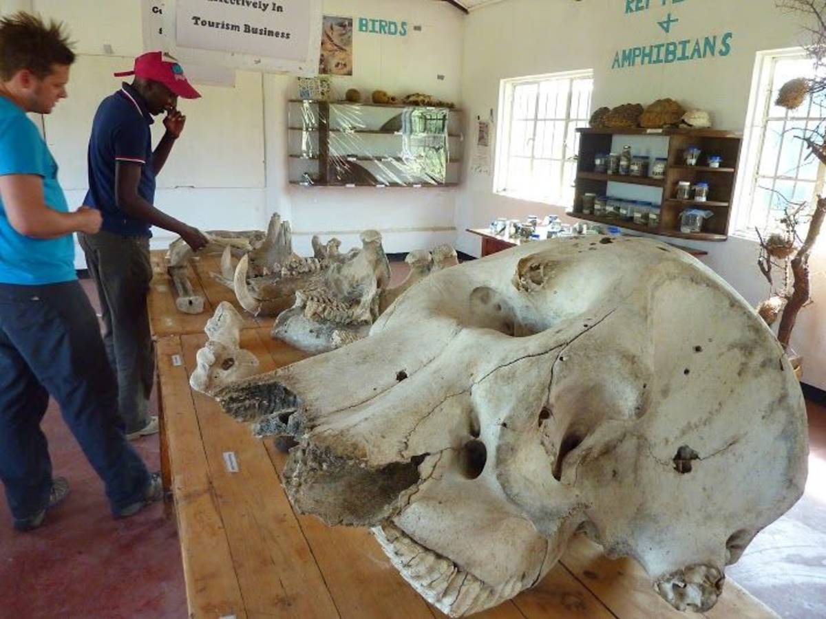 Elephant Skull