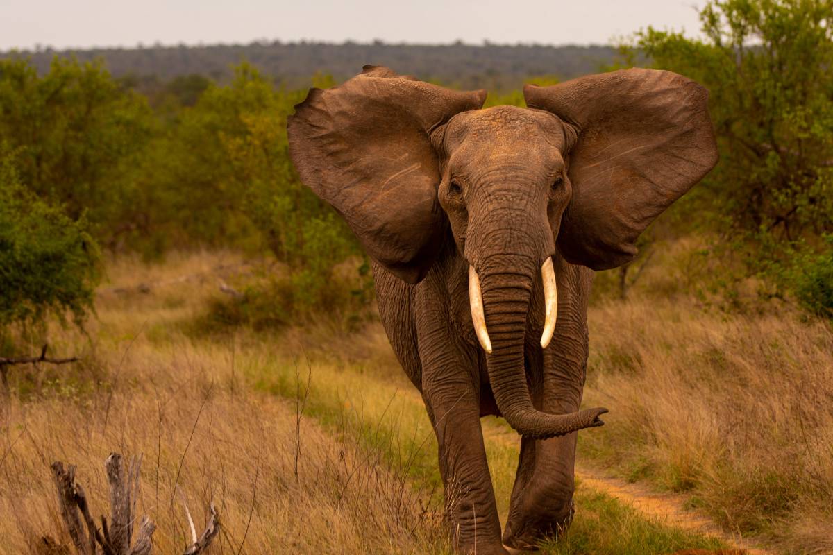 Elephant with its ears our walking through the African bush