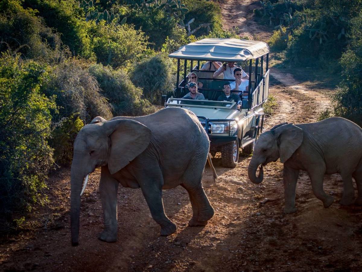 Elephants crossing a dirt road in front of a safari vehicle full of guests on a South Africa Penda Photo Tour