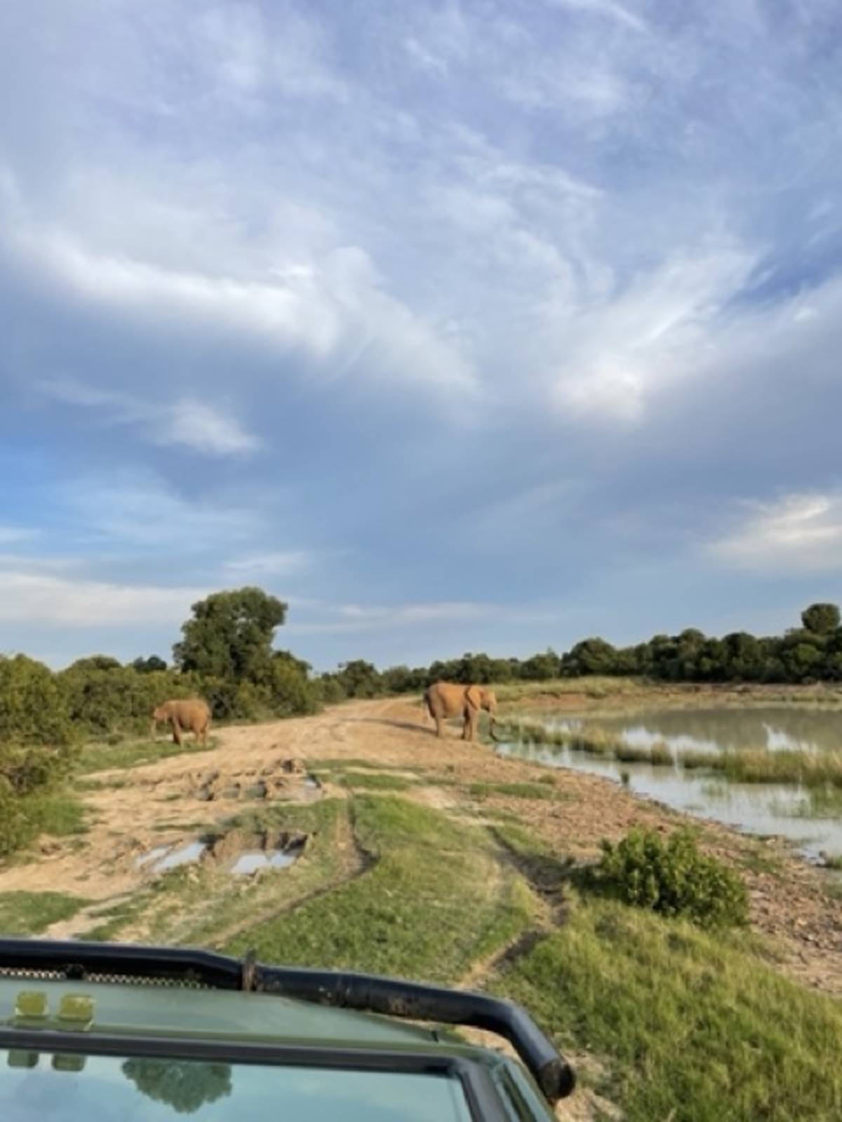 elephants roaming the range