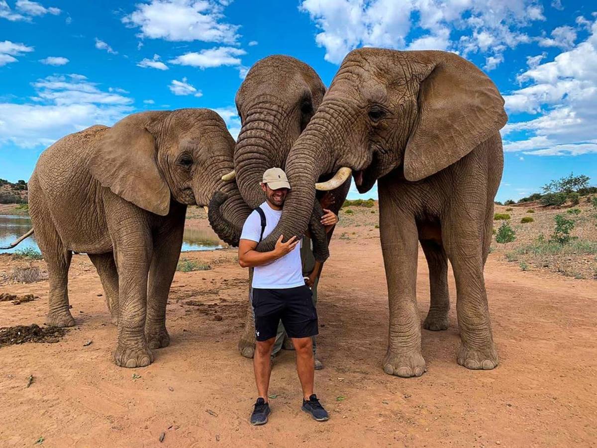 Elephants