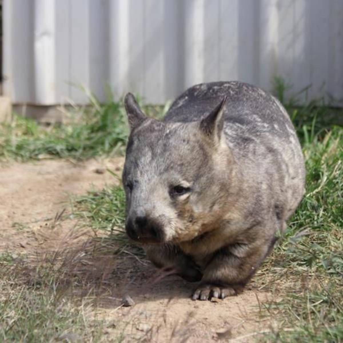 Volunteer in Australia