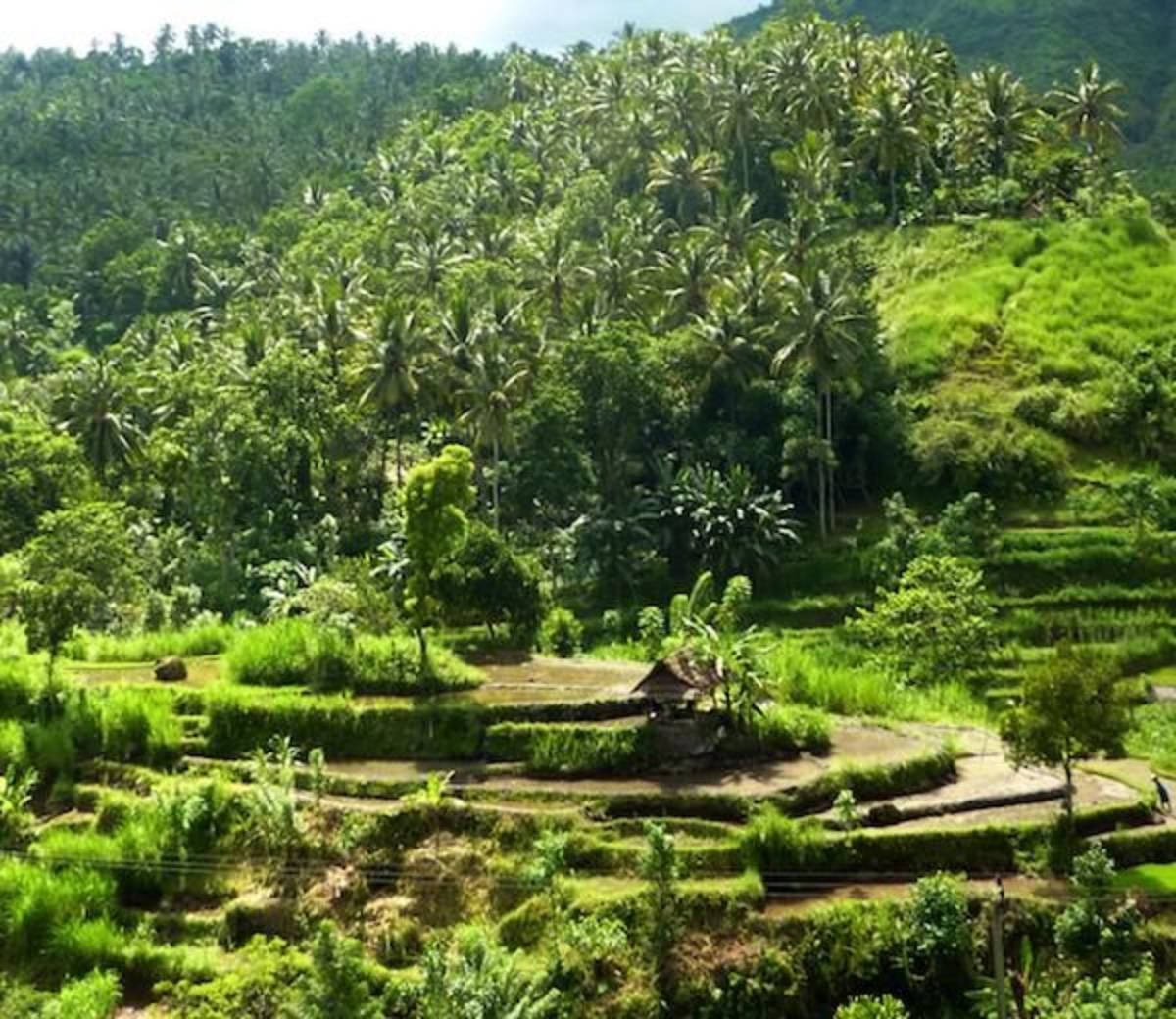 Volunteer in Bali