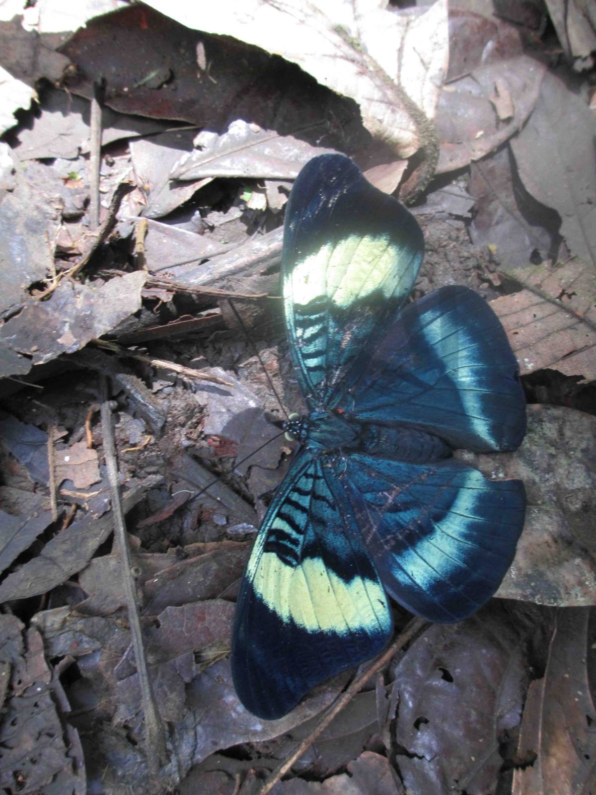 exotic butterfly