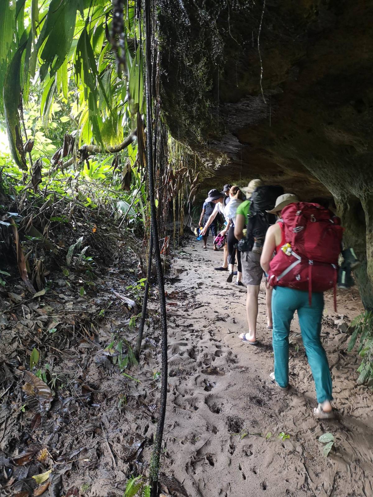 Exploring the Amazon Rainforest