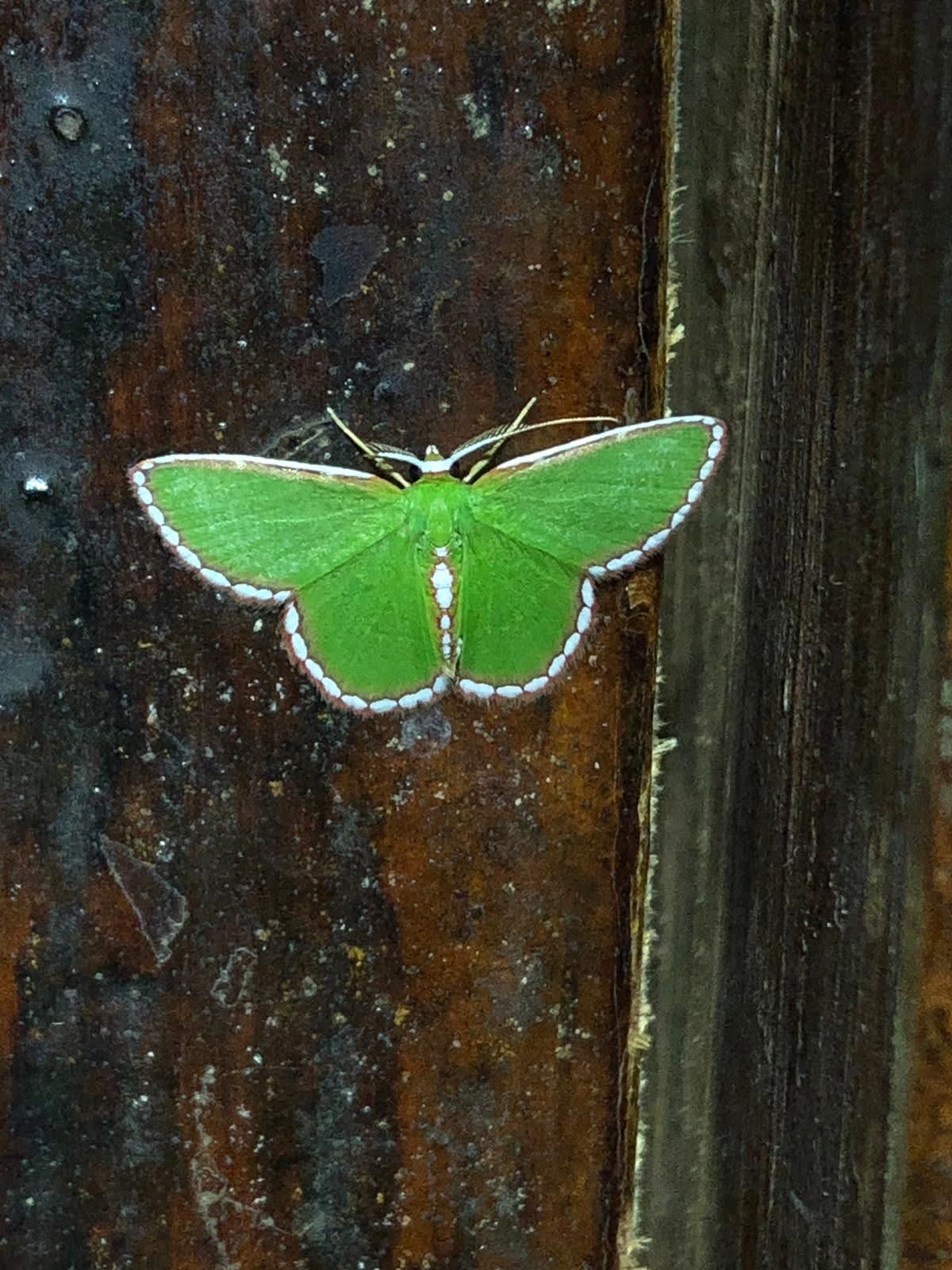Green butterfly