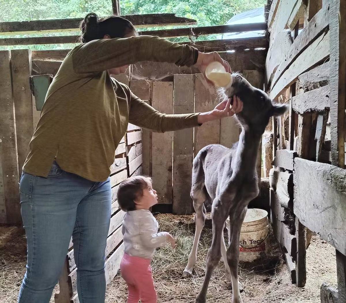 Family Volunteers feeding a Foal Milk in a Stable, Costa Rica