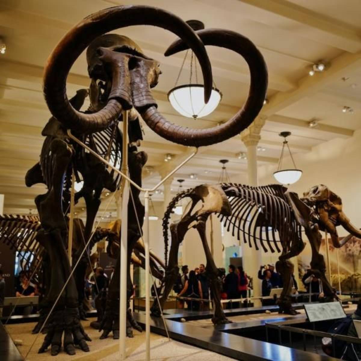 Museum & Historical Preservation