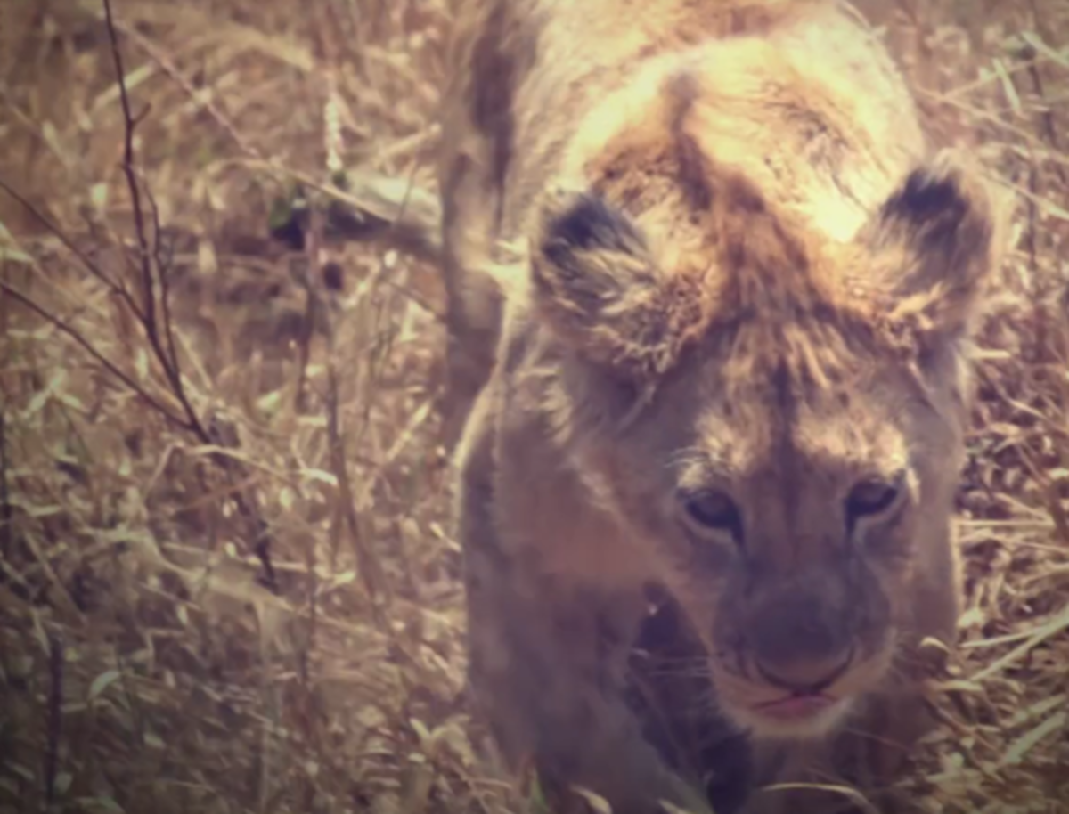 Volunteer in Wildlife Conservation