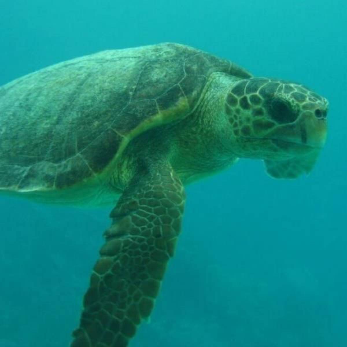 Volunteer in Sea Turtle Conservation